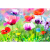 Xxl Wandbild Bunte Mohnblumen Querformat Motivvorschau