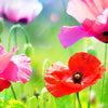 Xxl Wandbild Bunte Mohnblumen Querformat Zoom