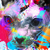 Xxl Wandbild Bunte Sphynx Weiss Schmal Zoom
