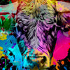 Xxl Wandbild Bunter Stier Schwarz Querformat Zoom