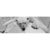 Xxl Wandbild Der Eisbaer Panorama Motivvorschau