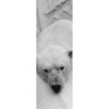Xxl Wandbild Der Eisbaer Schmal Motivvorschau