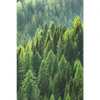 Xxl Wandbild Der Wald Hochformat Motivvorschau