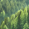 Xxl Wandbild Der Wald Hochformat Zoom