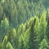 Xxl Wandbild Der Wald Panorama Zoom