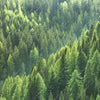 Xxl Wandbild Der Wald Quadrat Motivvorschau