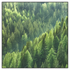Xxl Wandbild Der Wald Quadrat Produktvorschau Frontal