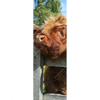Xxl Wandbild Drei Schottische Rinder Schmal Motivvorschau