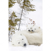 Xxl Wandbild Eisbaerenfamilie In Winterlicher Landschaft Hochformat Motivvorschau