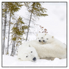 Xxl Wandbild Eisbaerenfamilie In Winterlicher Landschaft Quadrat Produktvorschau Frontal