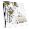 Xxl Wandbild Eisbaerenfamilie In Winterlicher Landschaft Quadrat Produktvorschau Seitlich