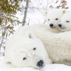 Xxl Wandbild Eisbaerenfamilie In Winterlicher Landschaft Quadrat Zoom