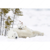 Xxl Wandbild Eisbaerenfamilie In Winterlicher Landschaft Querformat Motivvorschau