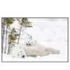 Xxl Wandbild Eisbaerenfamilie In Winterlicher Landschaft Querformat Produktvorschau Frontal