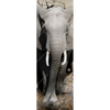 Xxl Wandbild Elefant Bricht Durch Mauer Schmal Motivvorschau