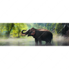 Xxl Wandbild Elefant Im Wasser Panorama Motivvorschau