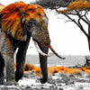 Xxl Wandbild Elefant Kraft Der Wildnis Quadrat Motivvorschau