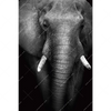 Xxl Wandbild Elefant Schwarzweiss Hochformat Motivvorschau
