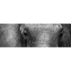 Xxl Wandbild Elefant Schwarzweiss Panorama Motivvorschau