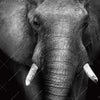 Xxl Wandbild Elefant Schwarzweiss Quadrat Motivvorschau