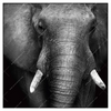 Xxl Wandbild Elefant Schwarzweiss Quadrat Produktvorschau Frontal