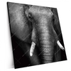 Xxl Wandbild Elefant Schwarzweiss Quadrat Produktvorschau Seitlich