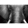 Xxl Wandbild Elefant Schwarzweiss Querformat Motivvorschau