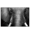 Xxl Wandbild Elefant Schwarzweiss Querformat Produktvorschau Frontal