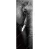 Xxl Wandbild Elefant Schwarzweiss Schmal Motivvorschau