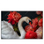Xxl Wandbild Eleganter Schwan Mit Blumen Querformat Produktvorschau Frontal