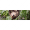 Xxl Wandbild Faultier Streckt Zunge Raus Panorama Motivvorschau