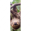 Xxl Wandbild Faultier Streckt Zunge Raus Schmal Motivvorschau