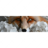 Xxl Wandbild Friedlicher Fuchs Und Blumen Panorama Motivvorschau