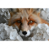 Xxl Wandbild Friedlicher Fuchs Und Blumen Querformat Motivvorschau