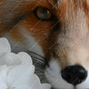 Xxl Wandbild Friedlicher Fuchs Und Blumen Schmal Zoom