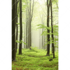 Xxl Wandbild Fruehling Im Buchenwald Hochformat Motivvorschau