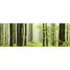 Xxl Wandbild Fruehling Im Buchenwald Panorama Motivvorschau