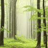 Xxl Wandbild Fruehling Im Buchenwald Panorama Zoom