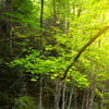 Xxl Wandbild Gebirgsfluss Im Wald Querformat Zoom