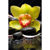 Xxl Wandbild Gelbe Orchidee Hochformat Motivvorschau