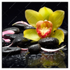 Xxl Wandbild Gelbe Orchidee Quadrat Produktvorschau Frontal