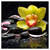 Xxl Wandbild Gelbe Orchidee Quadrat Produktvorschau Frontal