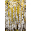 Xxl Wandbild Gelber Birkenwald Hochformat Motivvorschau