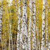 Xxl Wandbild Gelber Birkenwald Panorama Zoom