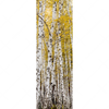 Xxl Wandbild Gelber Birkenwald Schmal Motivvorschau