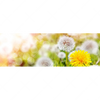 Xxl Wandbild Gelber Loewenzahn Panorama Motivvorschau
