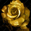 Xxl Wandbild Goldene Rose Quadrat Motivvorschau