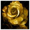 Xxl Wandbild Goldene Rose Quadrat Produktvorschau Frontal