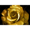 Xxl Wandbild Goldene Rose Querformat Motivvorschau