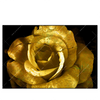 Xxl Wandbild Goldene Rose Querformat Produktvorschau Frontal